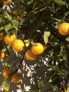 Orange Tree